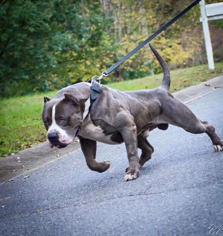 XXL Pit Bull Bluenose Puppy