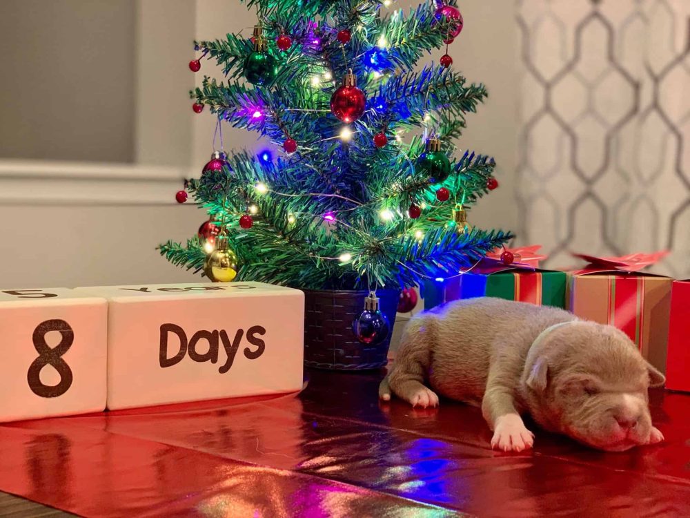 PIT BULL PUPPIES FOR SALE