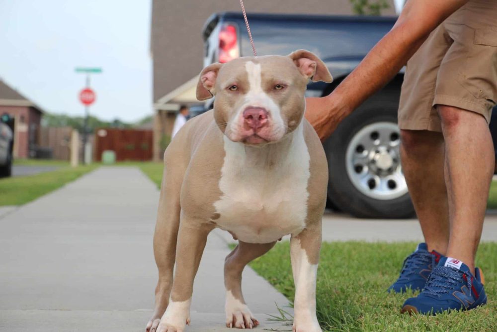 Champagne Pit Bull Puppies for sale