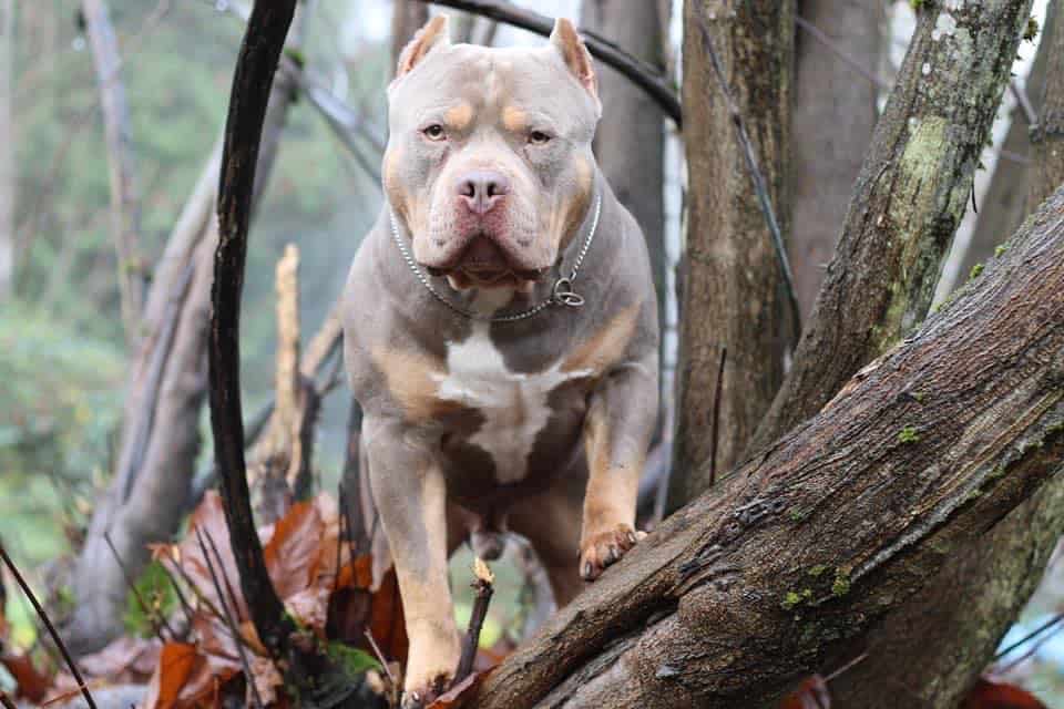 Blue Pitbull Puppies for sale