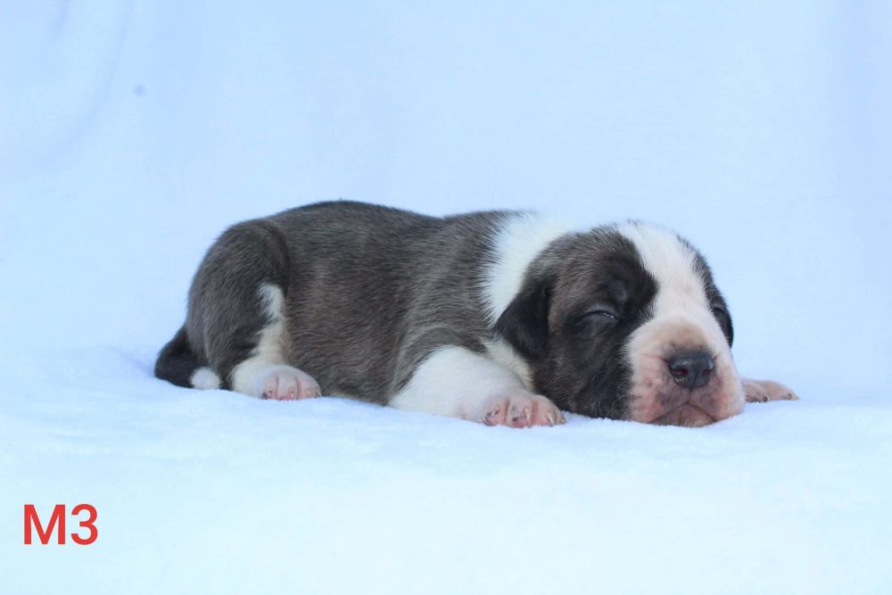 pitbull puppy for sale