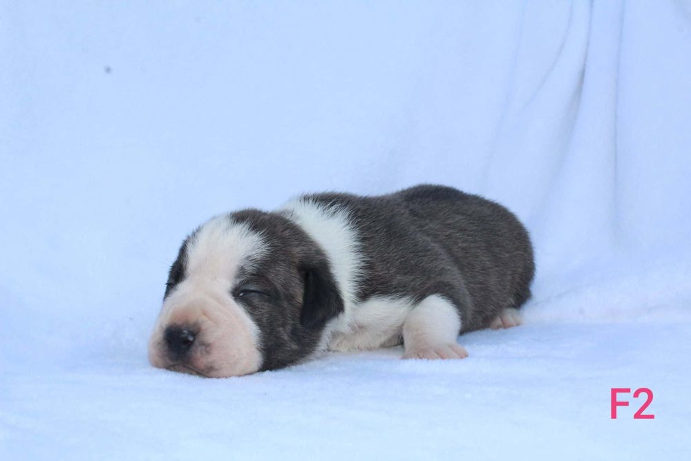 pitbull puppy for sale