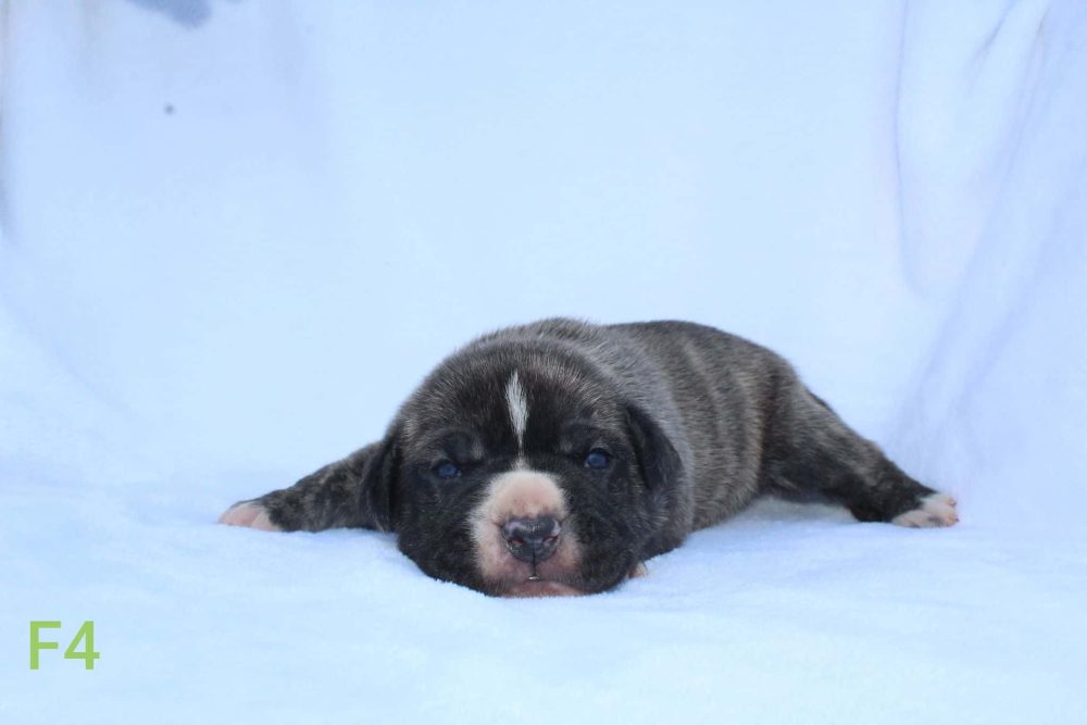pitbull puppy for sale near me