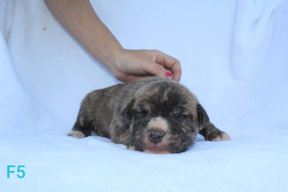 brindle pit bull puppy for sale