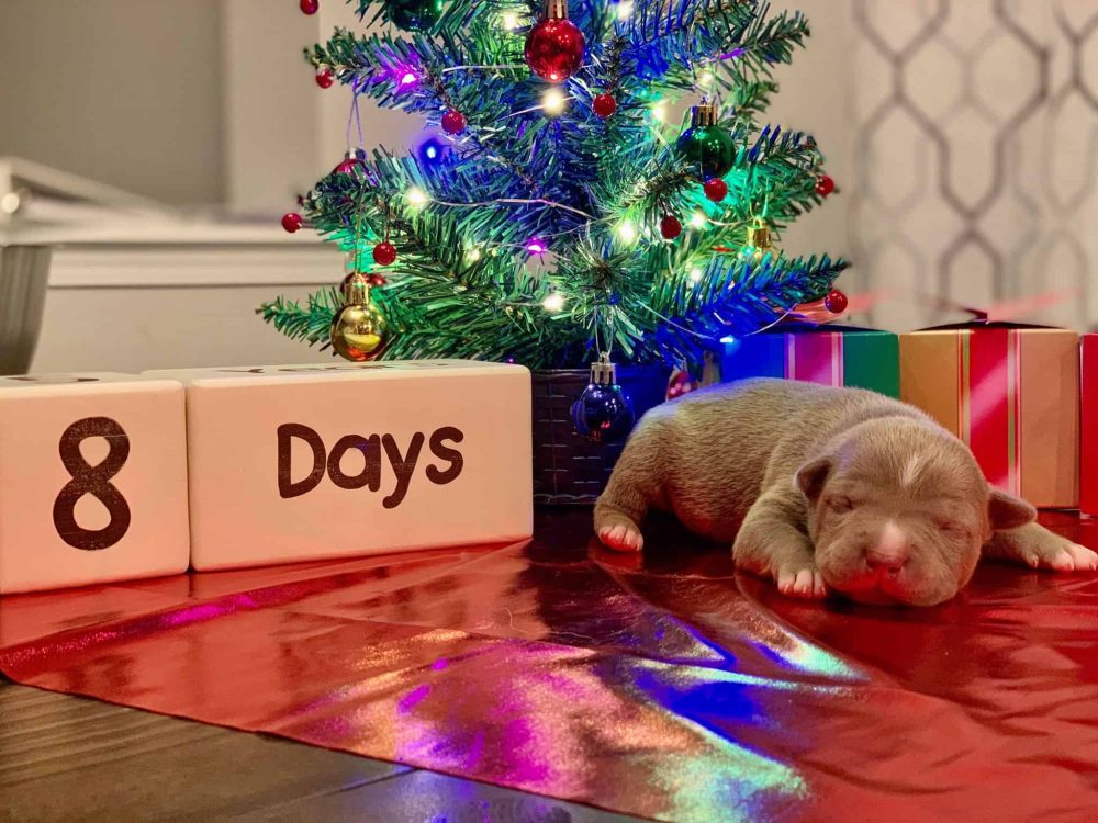 CHAMPAGNE PITBULL PUPPIES FOR SALE