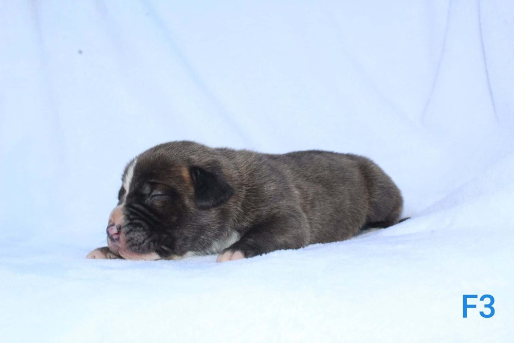 blue nose pit bull puppy for sale