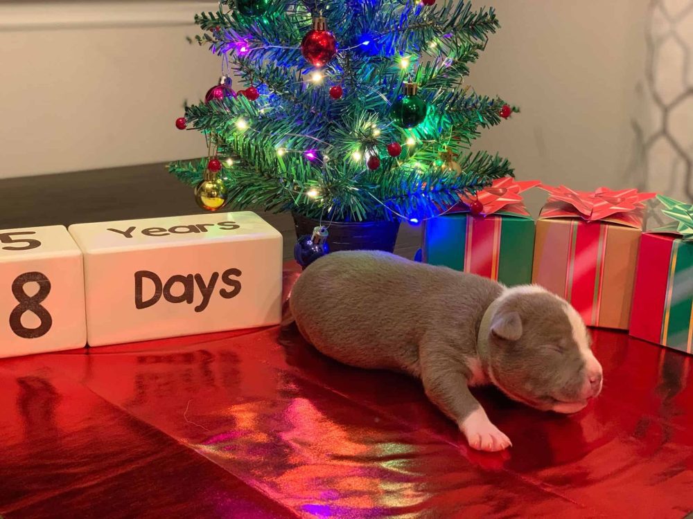 PIT BULL PUPPIES FOR SALE