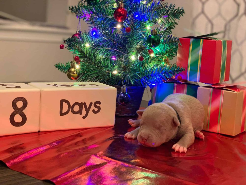 CHAMPAGNE PITBULL PUPPIES FOR SALE