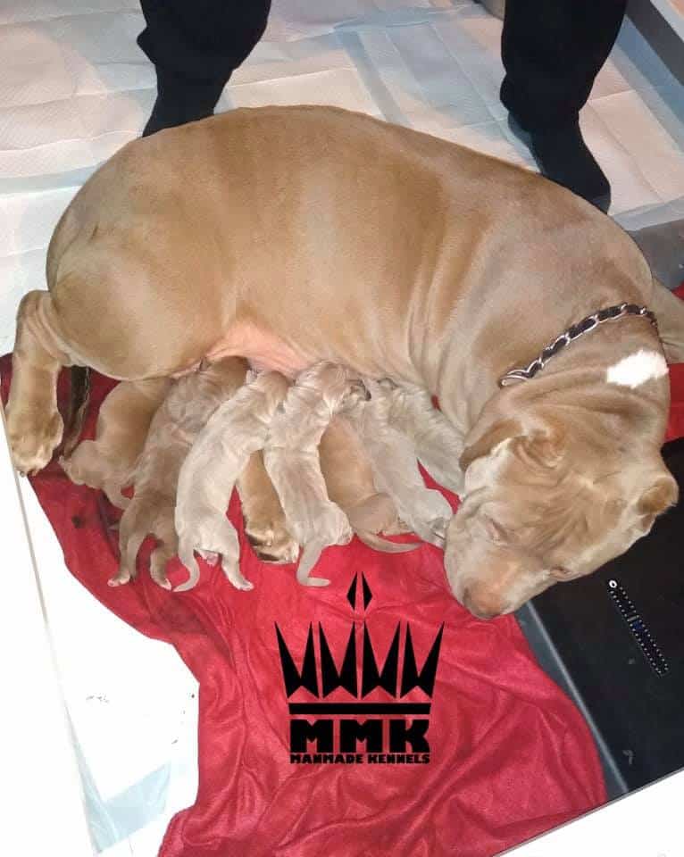 pit bull puppies for sale