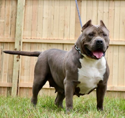 CHAMPAGNE XL PITBULL