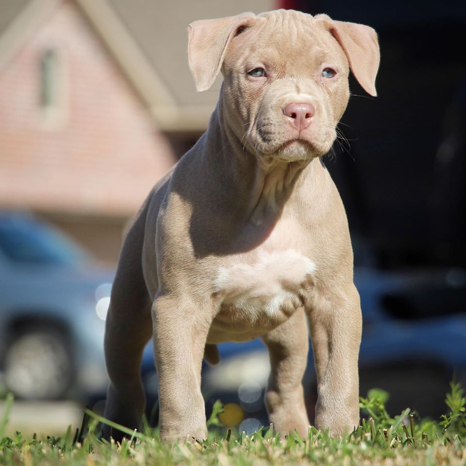 PIT BULL PUPPIES FOR SALE