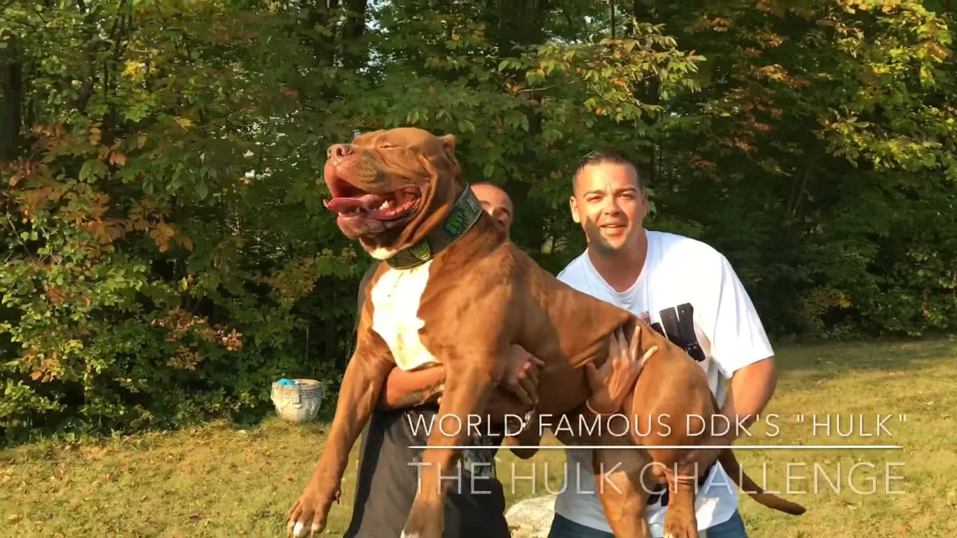 Worlds Largest Pitbull Puppy