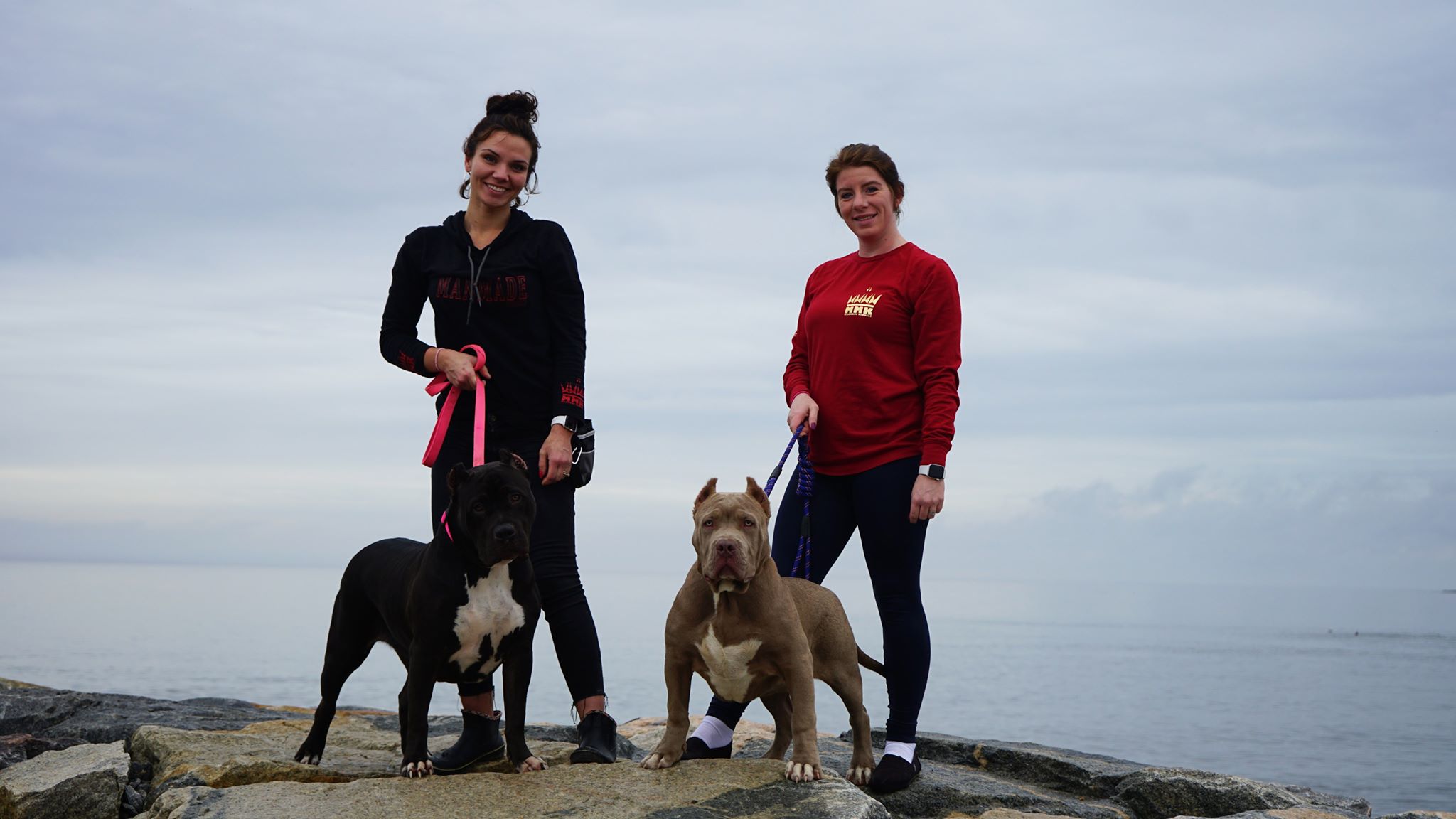 pitbull puppies