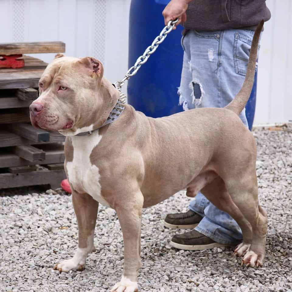 bluenose pitbull puppies