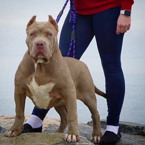 CHAMPAGNE PITBULL PUPPIES FOR SALE
