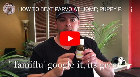 pitbull puppy with parvo