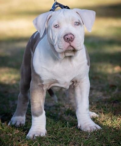 pitbull puppies for sale