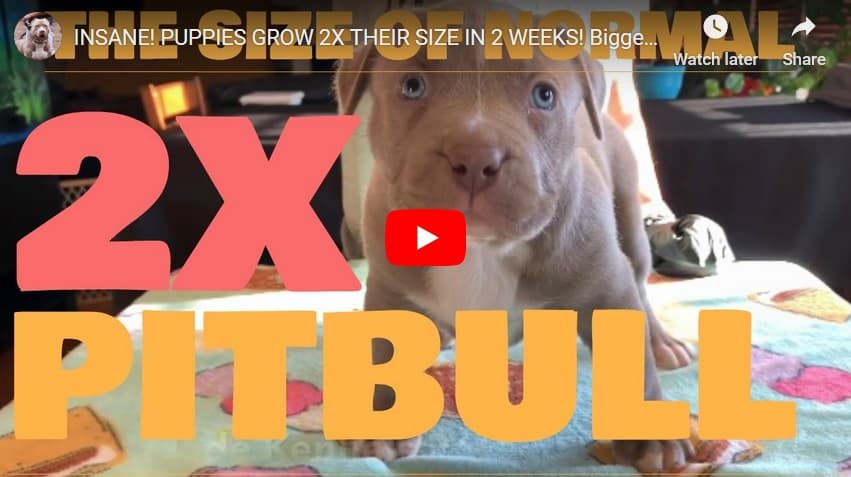 pit bull puppy