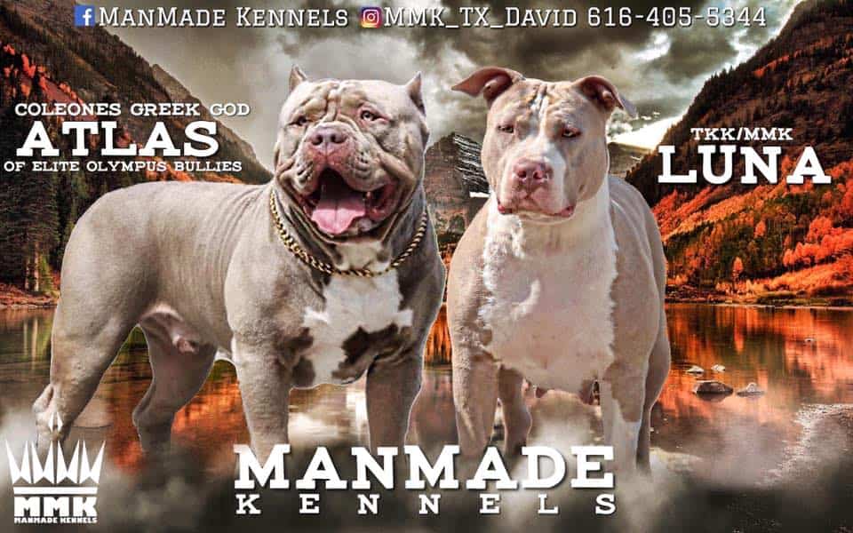 pitbull breeders