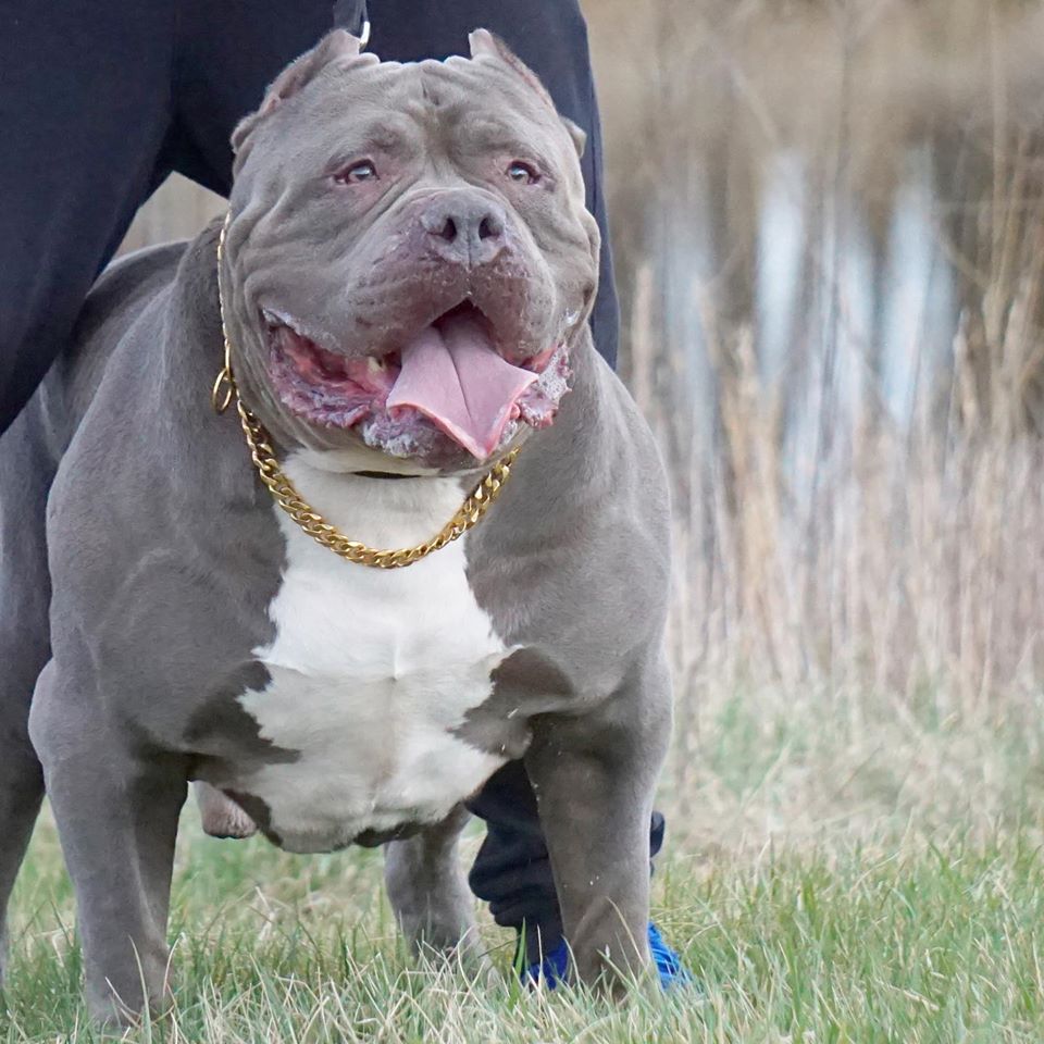 Blue Pitbull Puppies