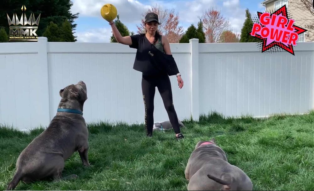 Pitbull Puppies available near me