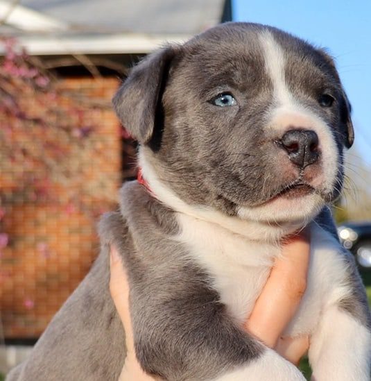 XL PITBULL PUPPIES FOR SALE PIT BULL PUPPIES AVAILABLE NOW