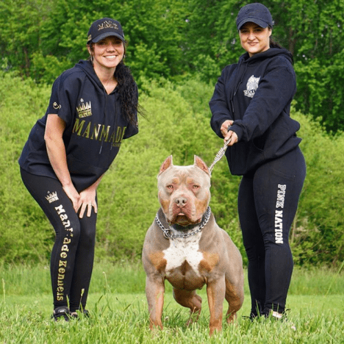 PITBULL PUPPIES FOR SALE