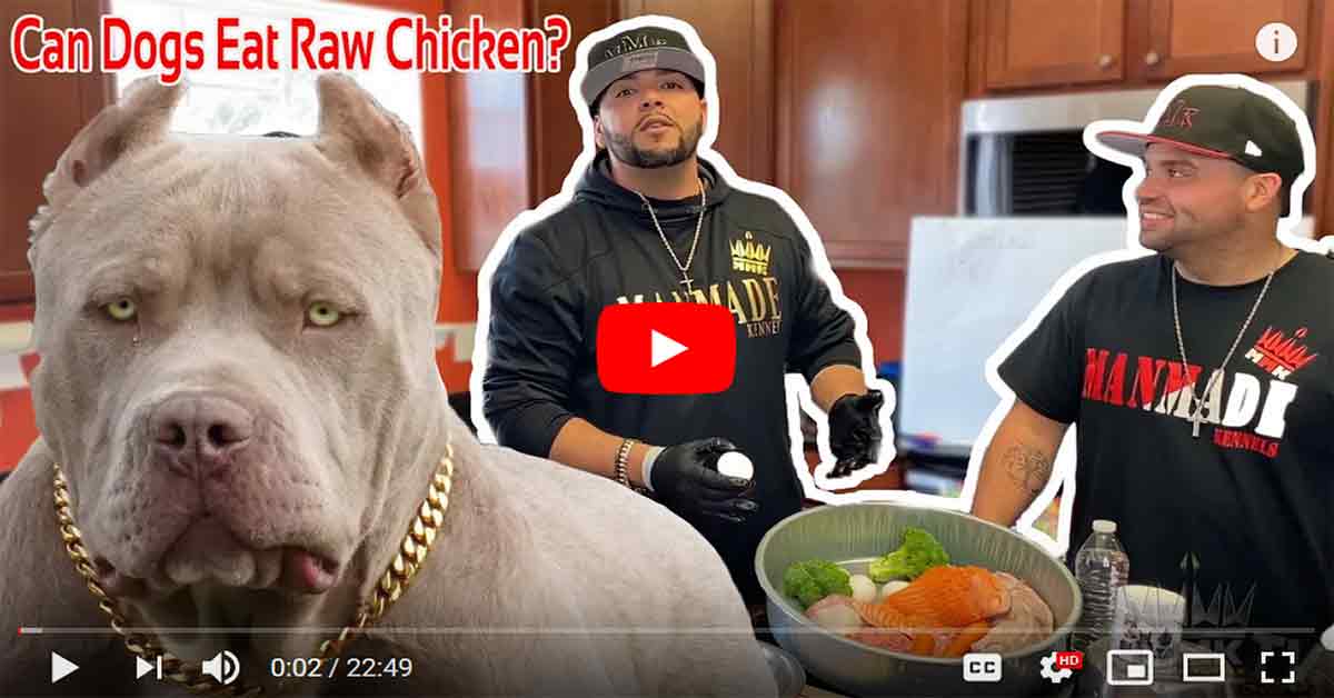 BEST DOG FOOD AMERICAN BULLY DOG FOOD