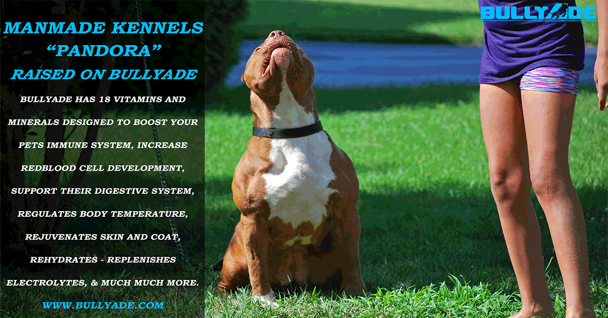 red pit bull puppies for sale