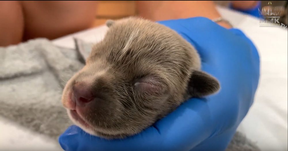 pitbull puppy with an eye infection