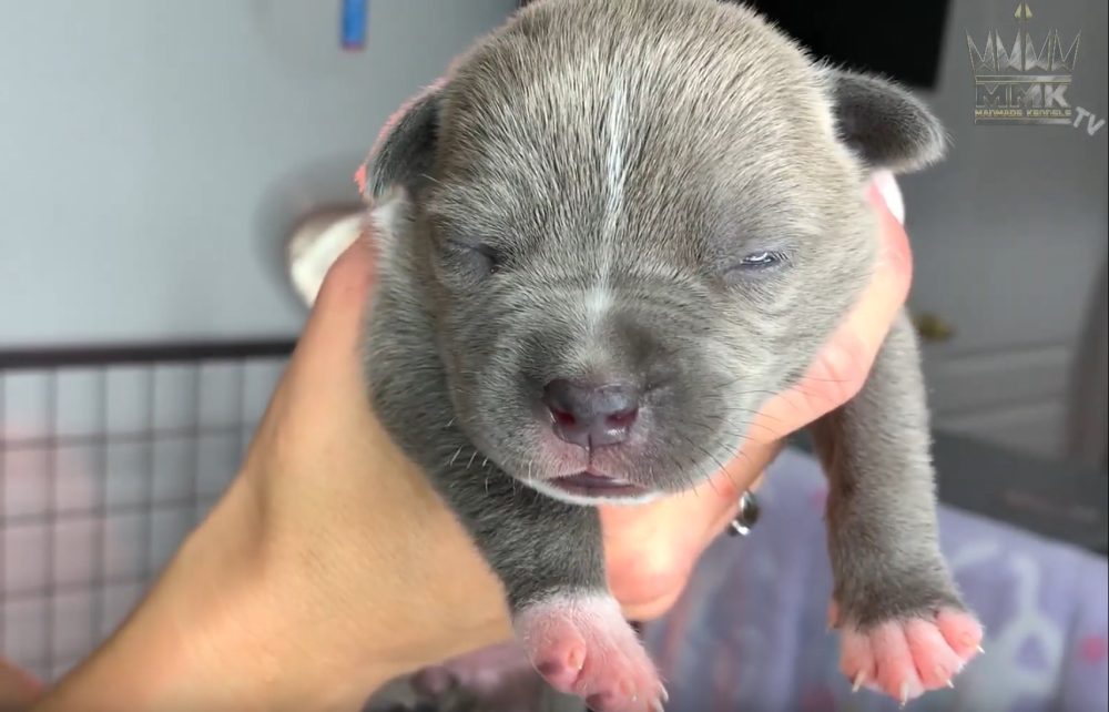 pit bull puppies with eye infection