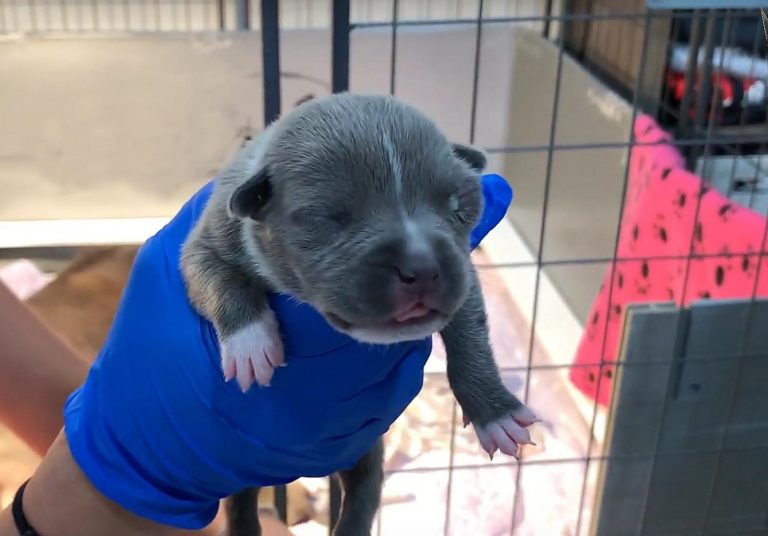 How To Treat Newborn Puppy Eye Infection Manmade Kennels XL Pit Bulls