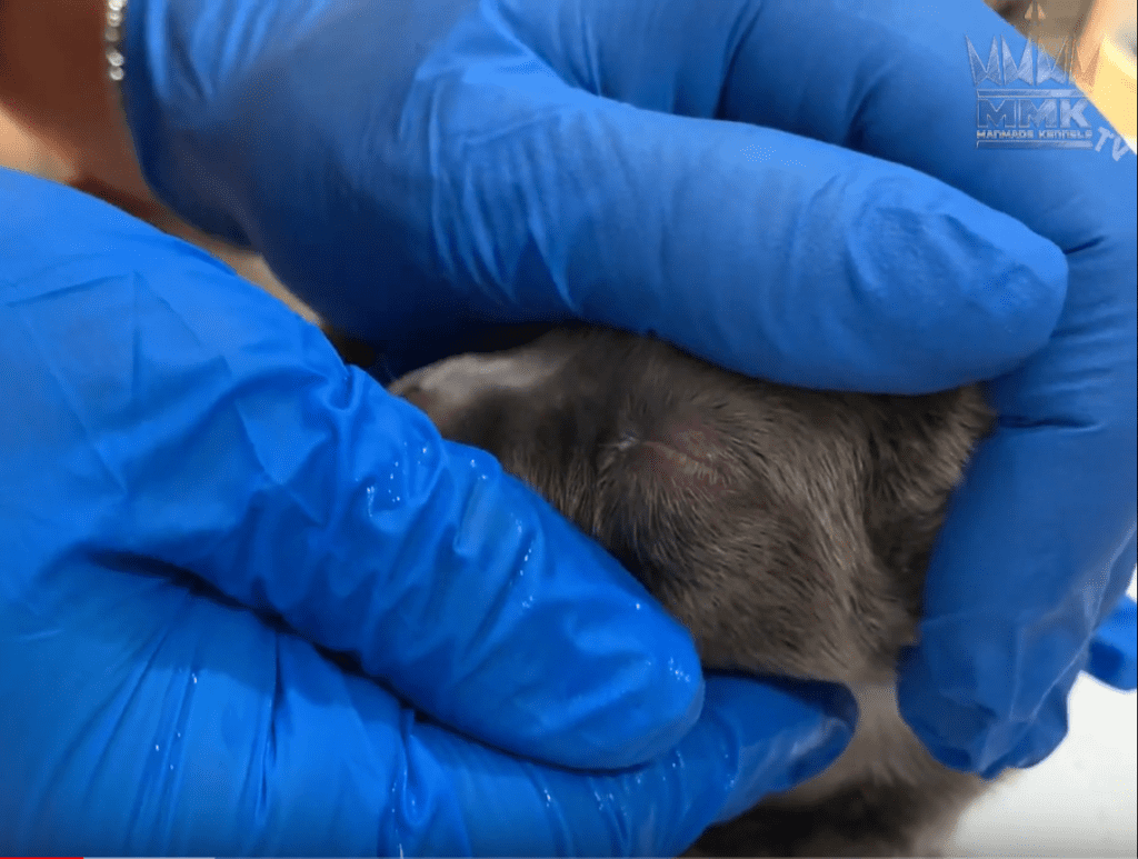 How To Treat Newborn Puppy Eye Infection Manmade Kennels XL Pit Bulls