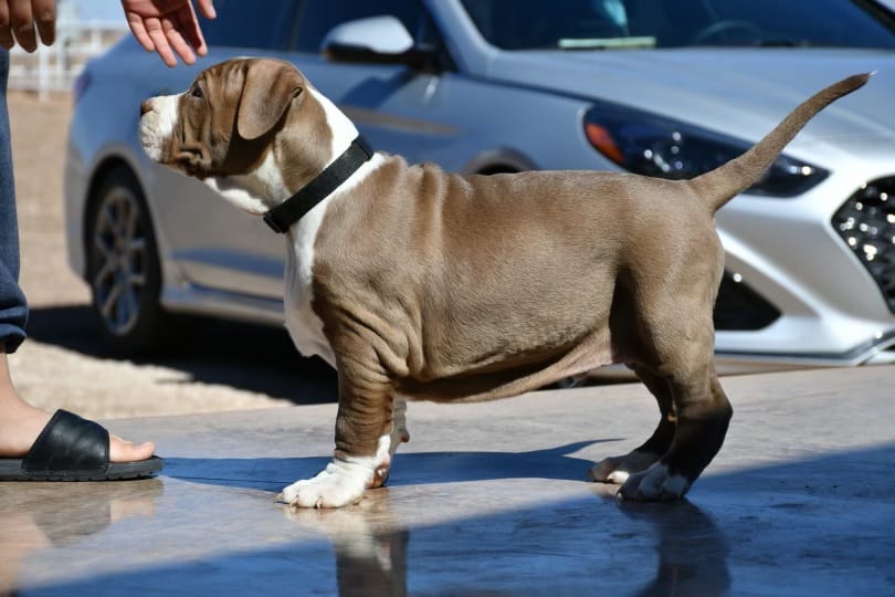 pitbull puppy