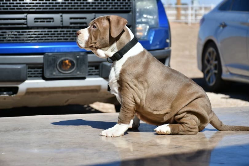 PIT BULL PUPPIES FOR SALE