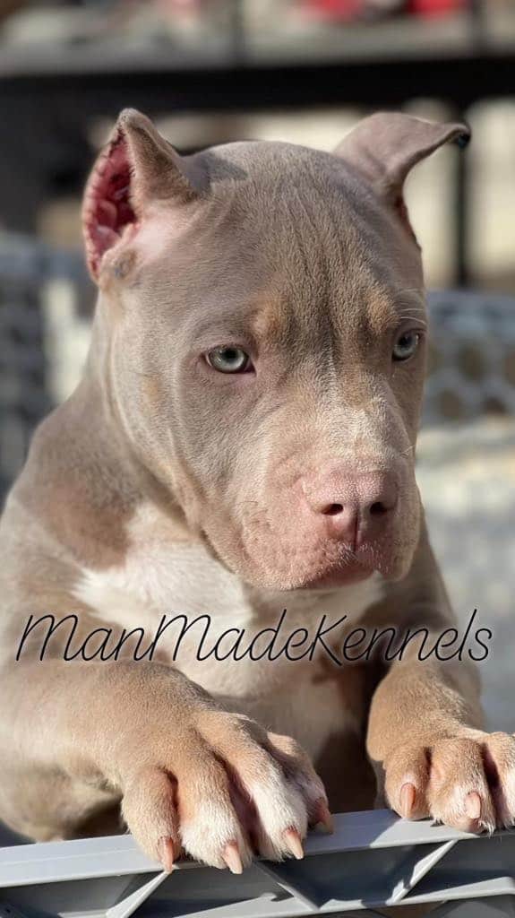 american bully puppies for sale