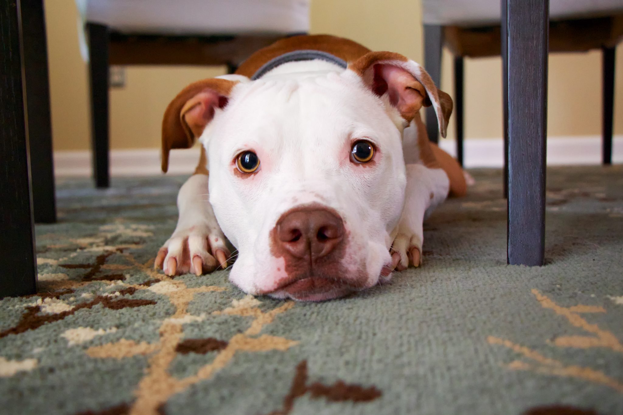 Pitbull Allergies Prevention How To Treat and What To Feed Your Pitbull