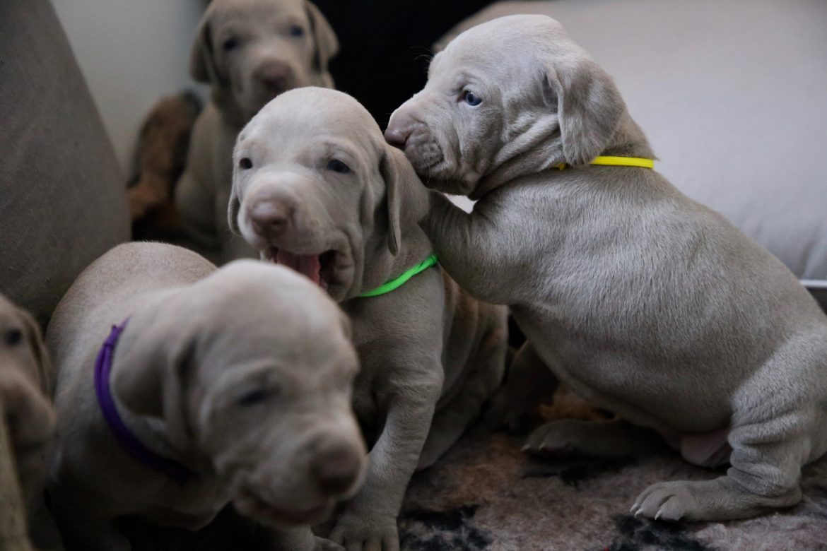 bluenose pitbull puppy