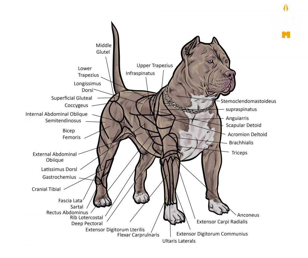 pitbull dog muscle building