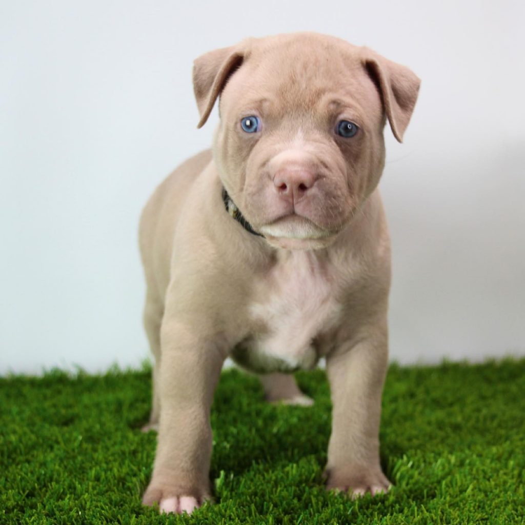 blue eyed pitbull puppy