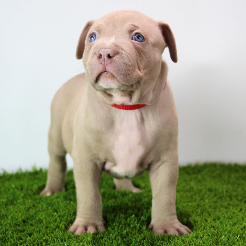 pitbull puppies for sale in ohio