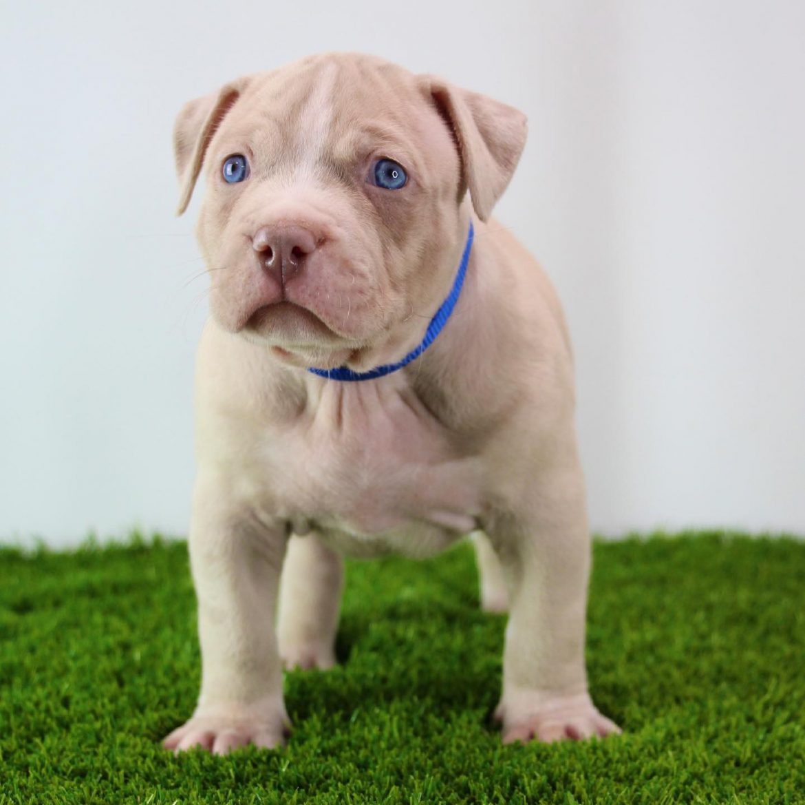 blue eyed pitbull puppy