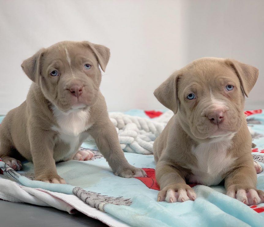 red and blue pitbull puppies