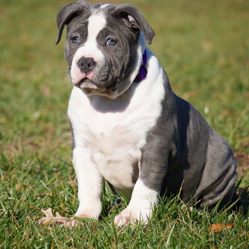 pitbull puppies for sale in Georgia