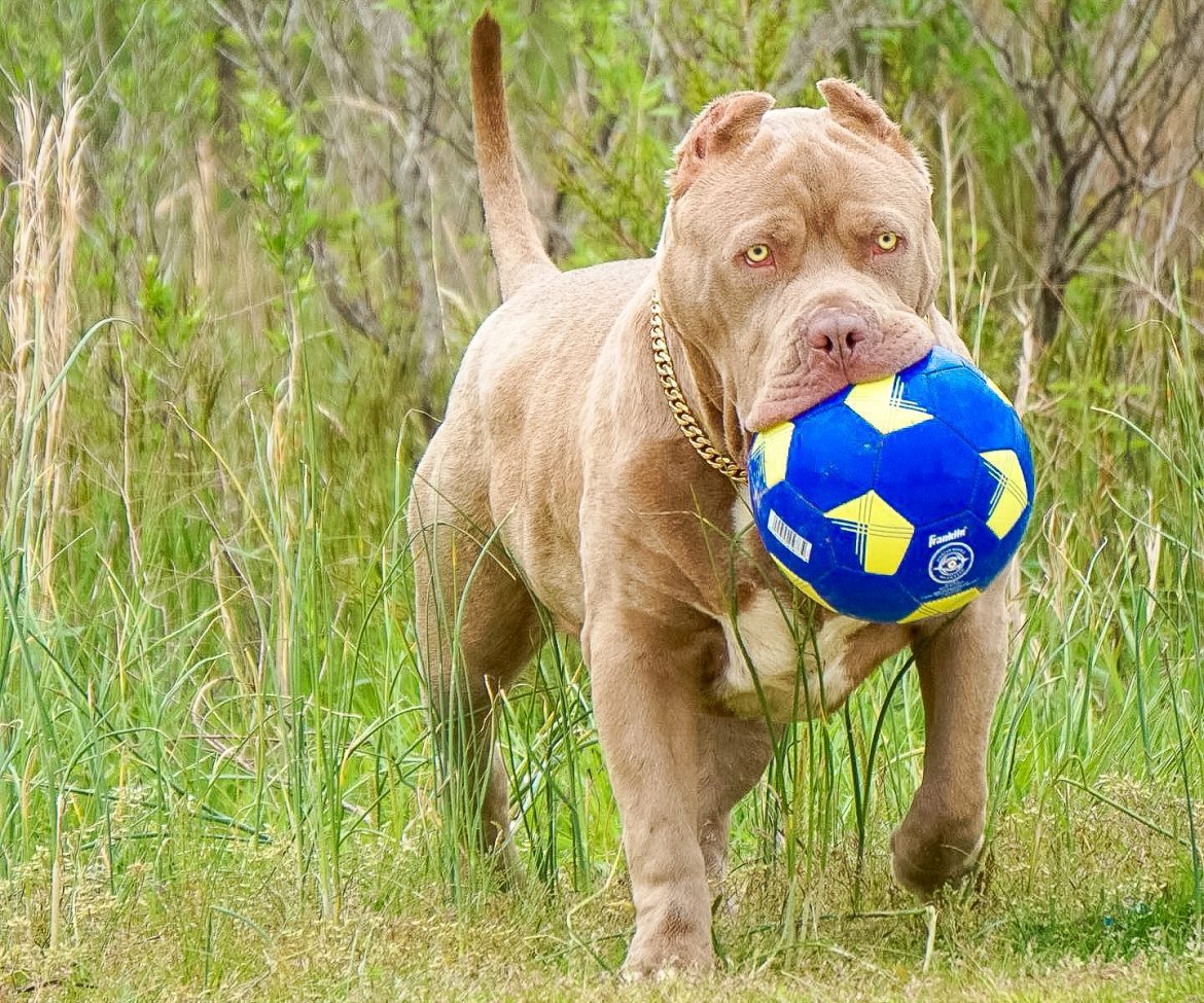 American bully