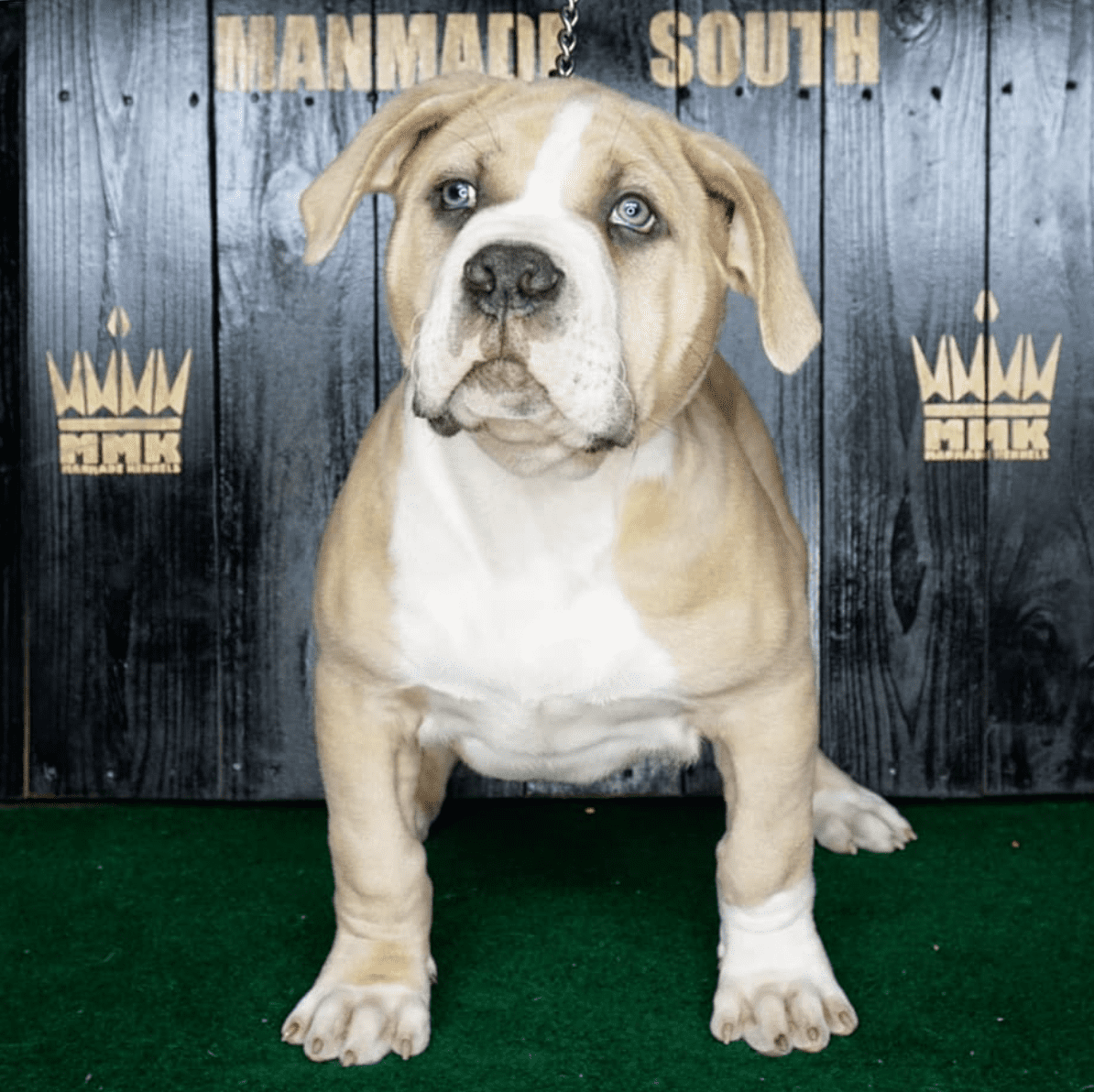 Pitbull Puppies for Sale in Louisiana