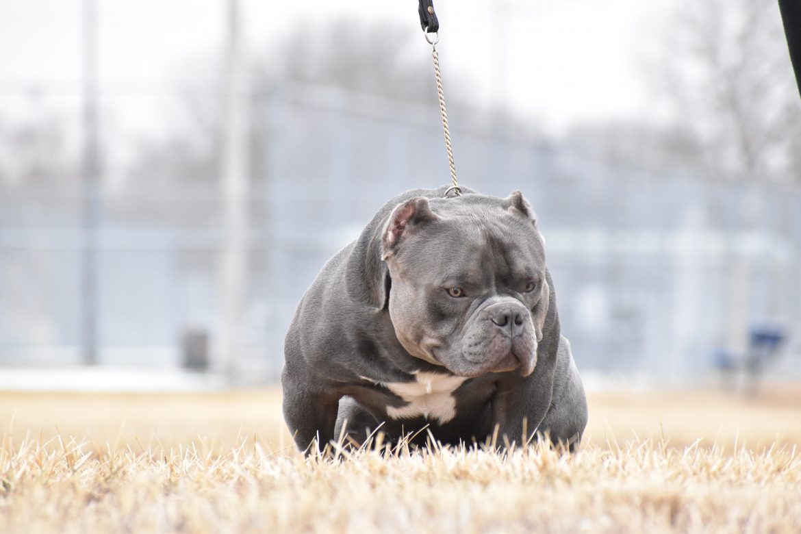 Gotti Pitbull