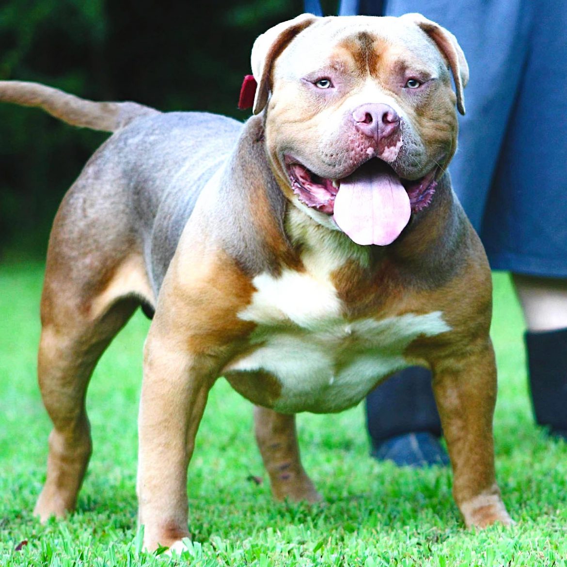 tri color pitbull