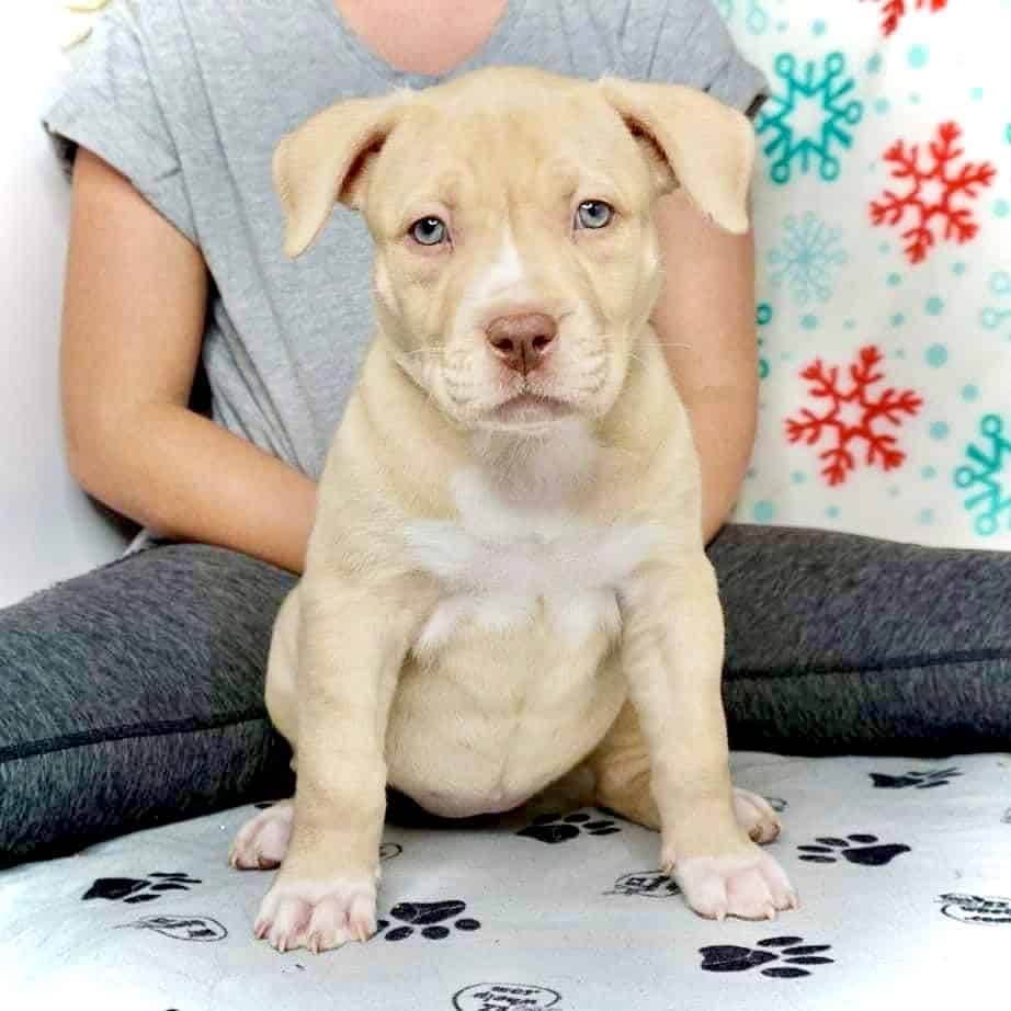 red and blue pitbull puppies