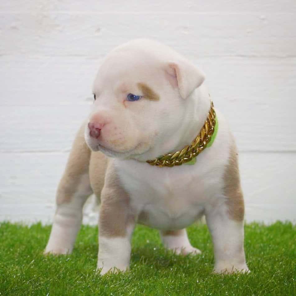 pitbull puppies for sale in Delaware